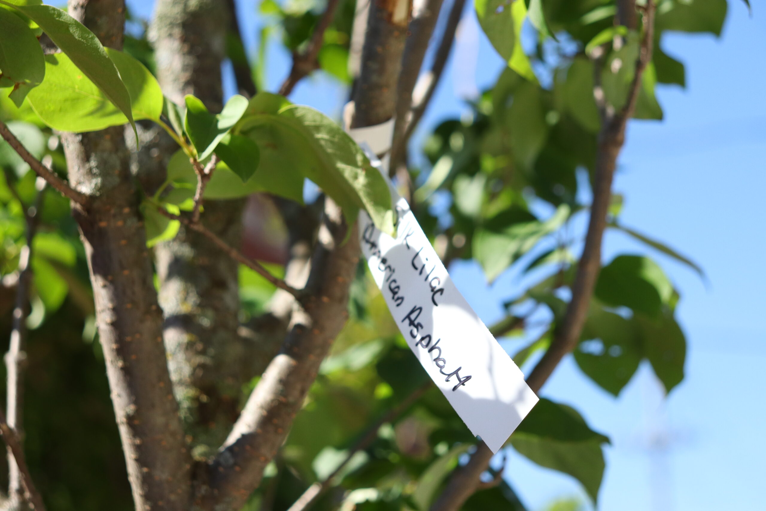 Fifth Perspective of Tree Planting on Cedar Avenue